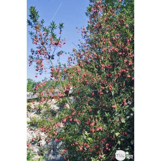Crinodendron hookerianum : ctr 5 L