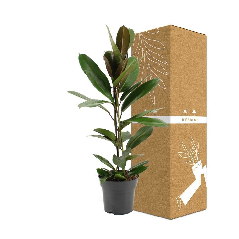 Plante d'intérieur - ficus america tresor 75.0cm