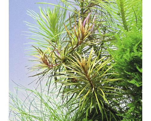 Ster Rotala grof - Pogostemon stellatus spec.