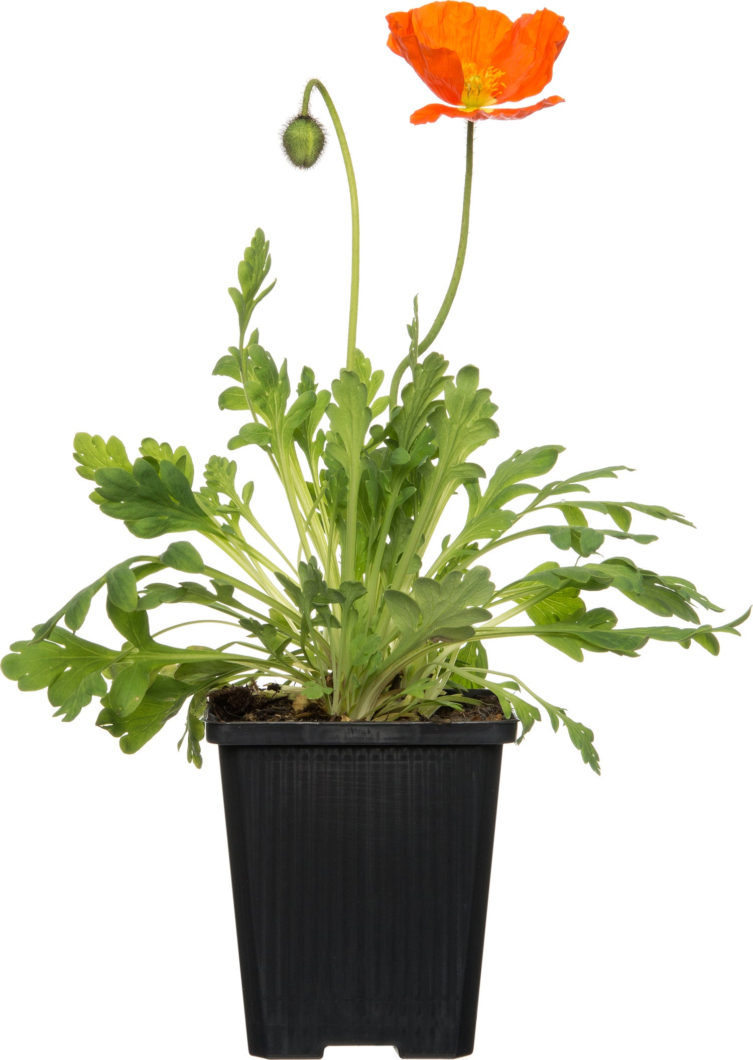 Klaproos (Papaver nudicaule 'Gartenzwerg') D 9 H 10 cm
