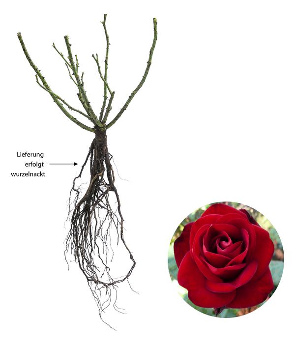 Edelrose 'Marlene®'