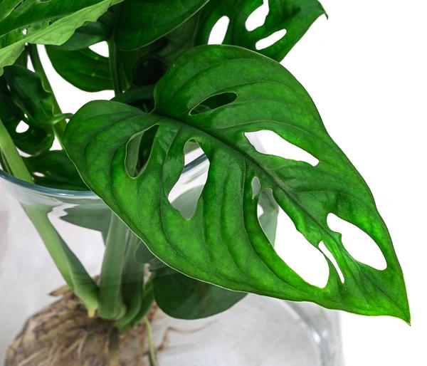 Waterplant Fensterblatt im Glas - Monstera