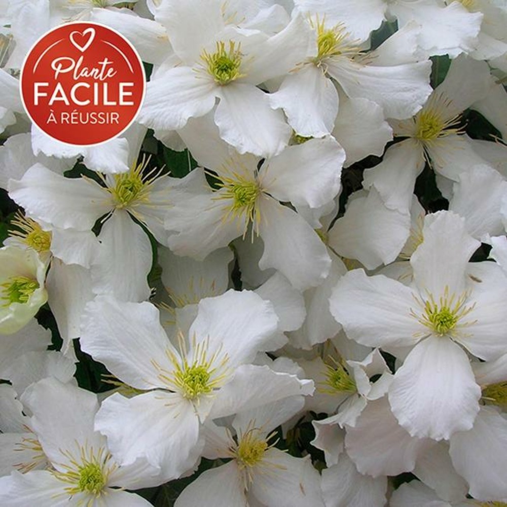 Clématite 'spooneri' - clematis montana 3l