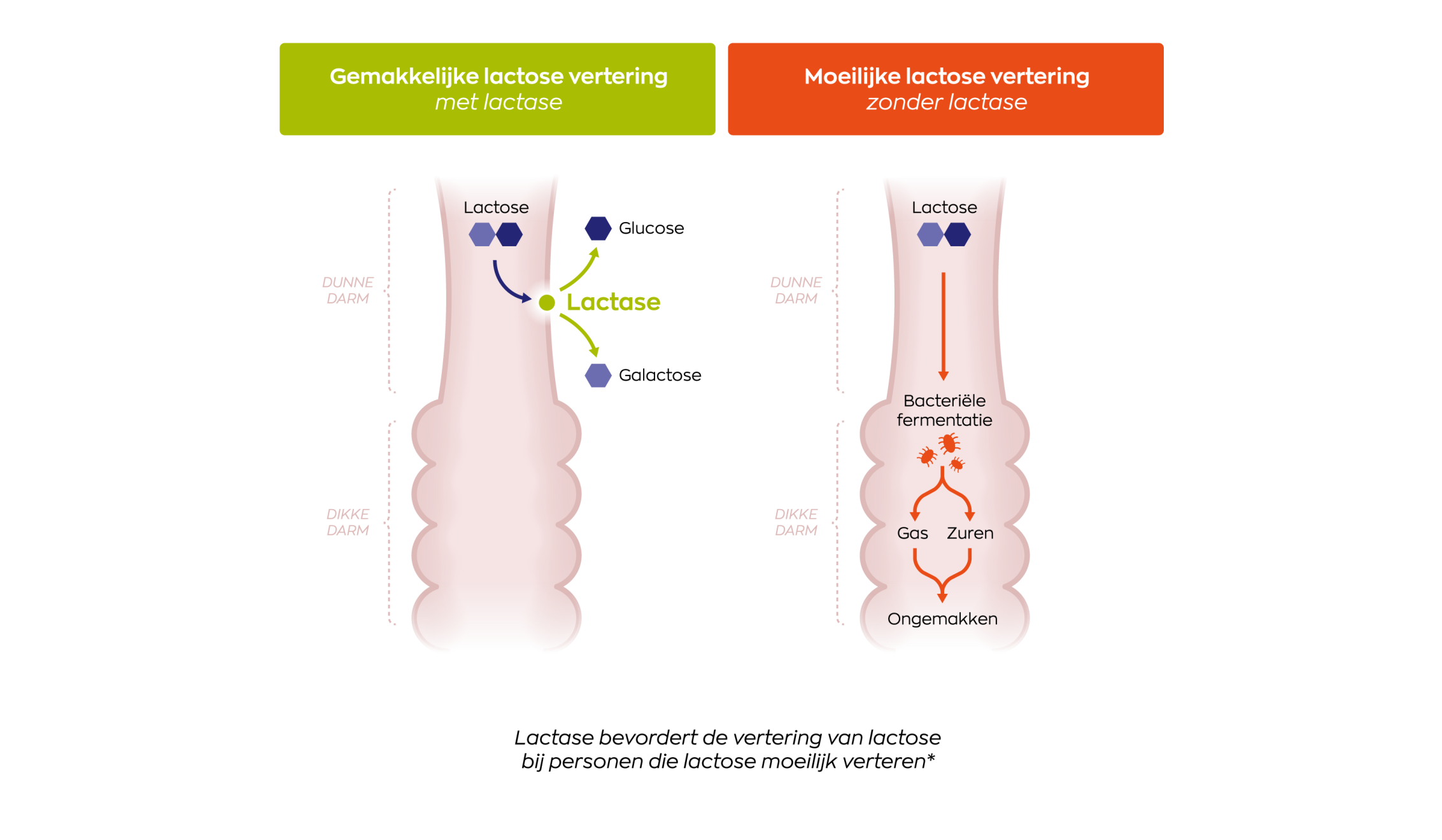 Lactase OptiFerm® 3.000 FCC