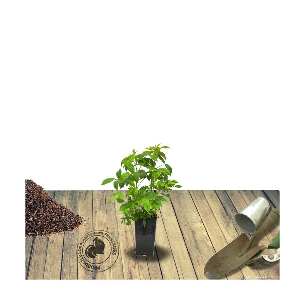 Framboisier idaeus fall gold/rubus idaeus fall gold[-]pot de 1,5l - 20/50 cm