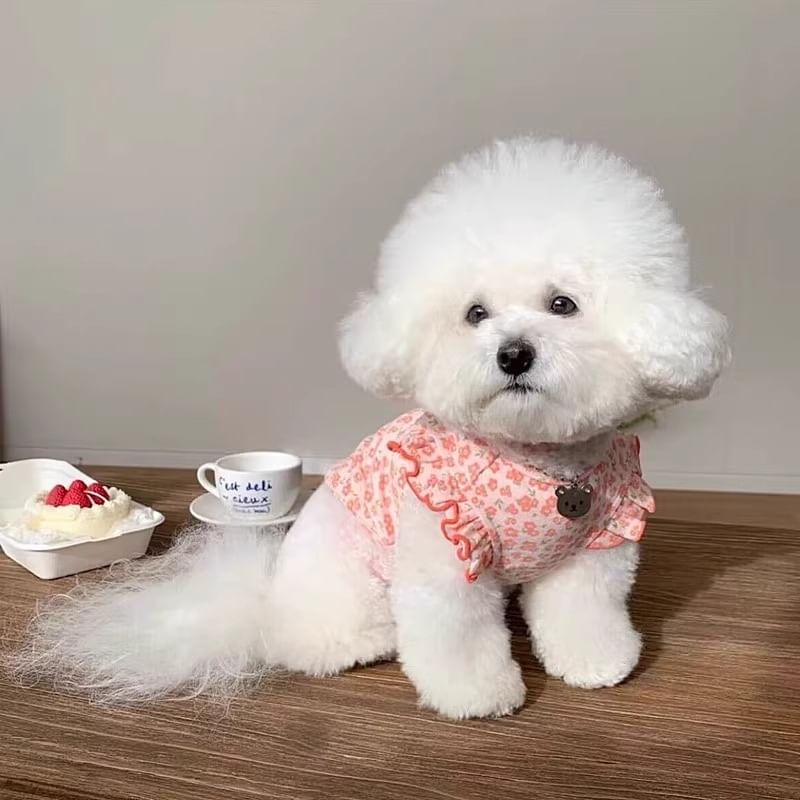 Cissilli - Bloemen Pet Top
