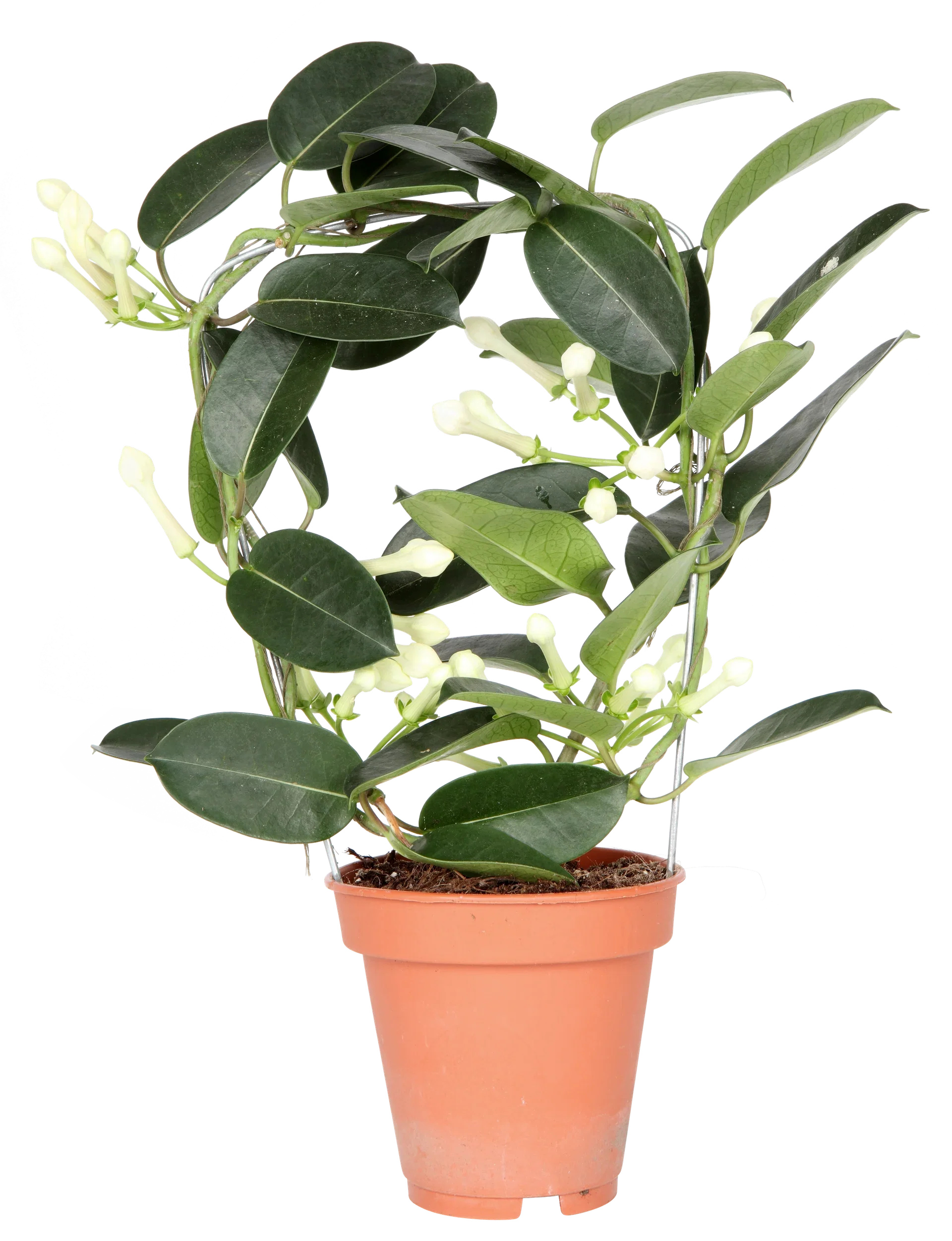 Stephanotis floribunda Duftranke Høyde 40 cm