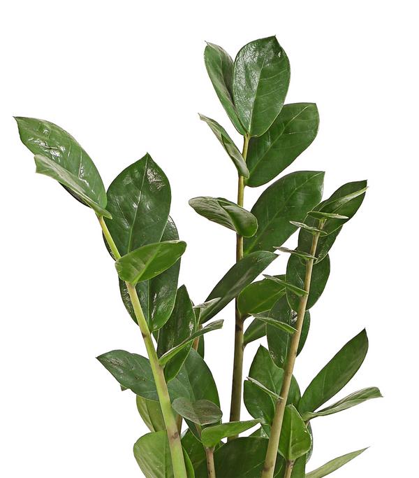 Glücksfeder - Zamioculcas zamiifolia