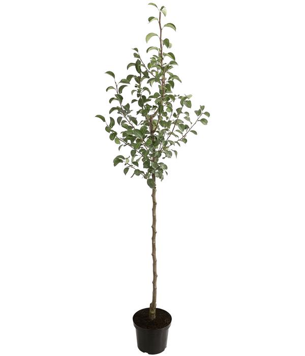 Winterbirne 'Alexander Lucas'