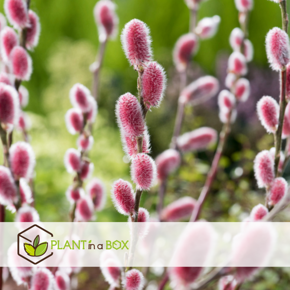 Salix mount aso 'red cat' - gracilistyla - arbre - lot de 2 - ⌀12 cm - h50-60 cm