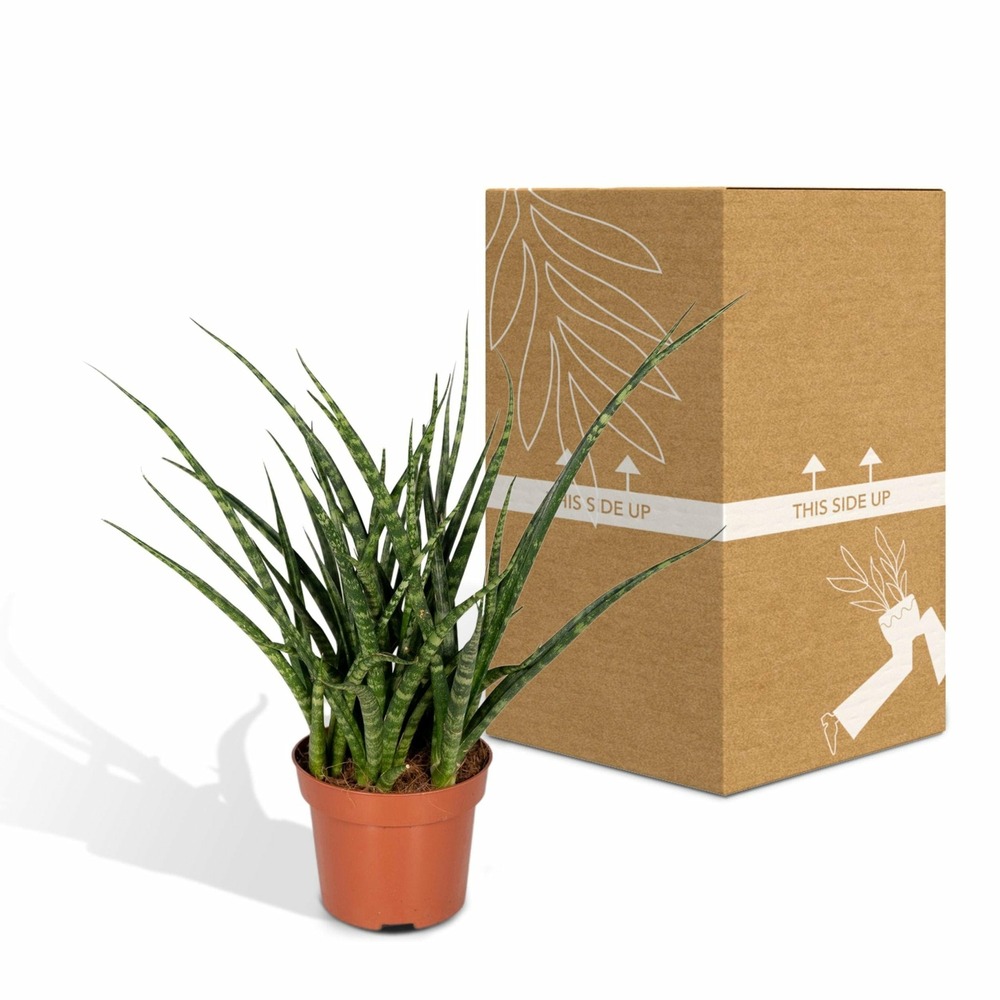 Plante d'intérieur - sansevieria fernwood punk h30cm 30cm