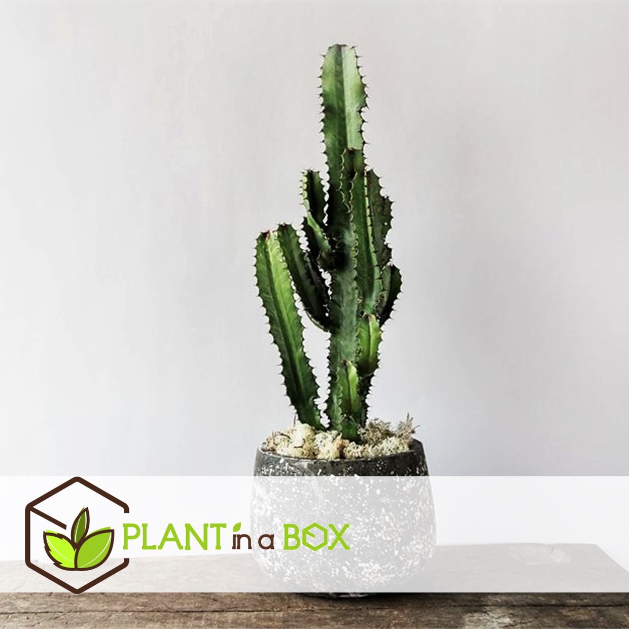 Euphorbia eritrea - set de 2 - cowboy cactus - pot 17cm - hauteur 50-60cm