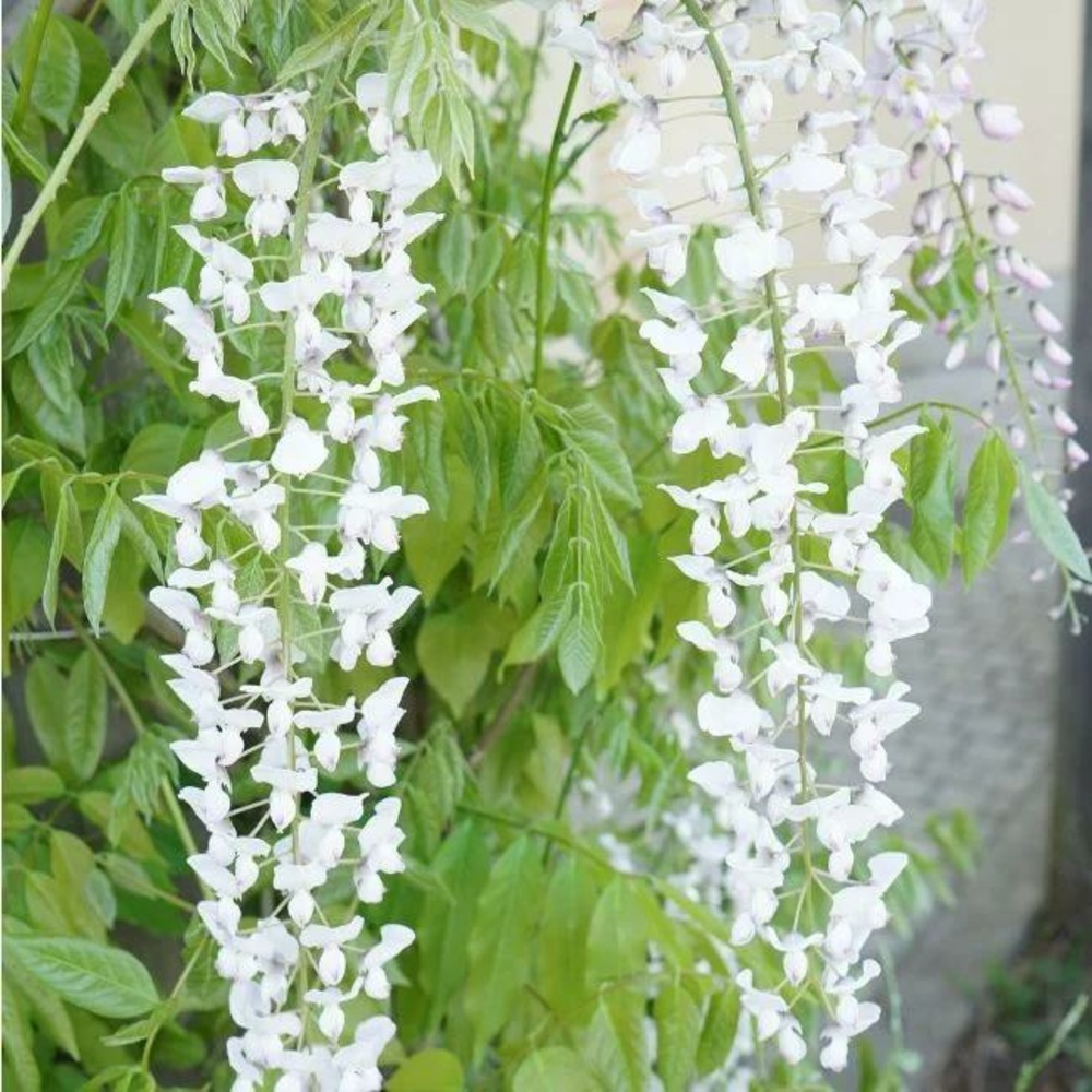 Glycine du japon 'snow showers' wisteria floribunda 3l