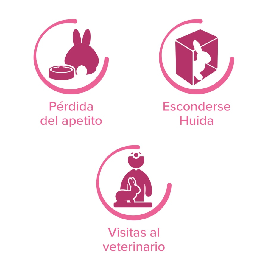 Spray calmante Beaphar RabbitComfort para coelhos