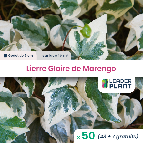 50 x lierre gloire de marengo en godet