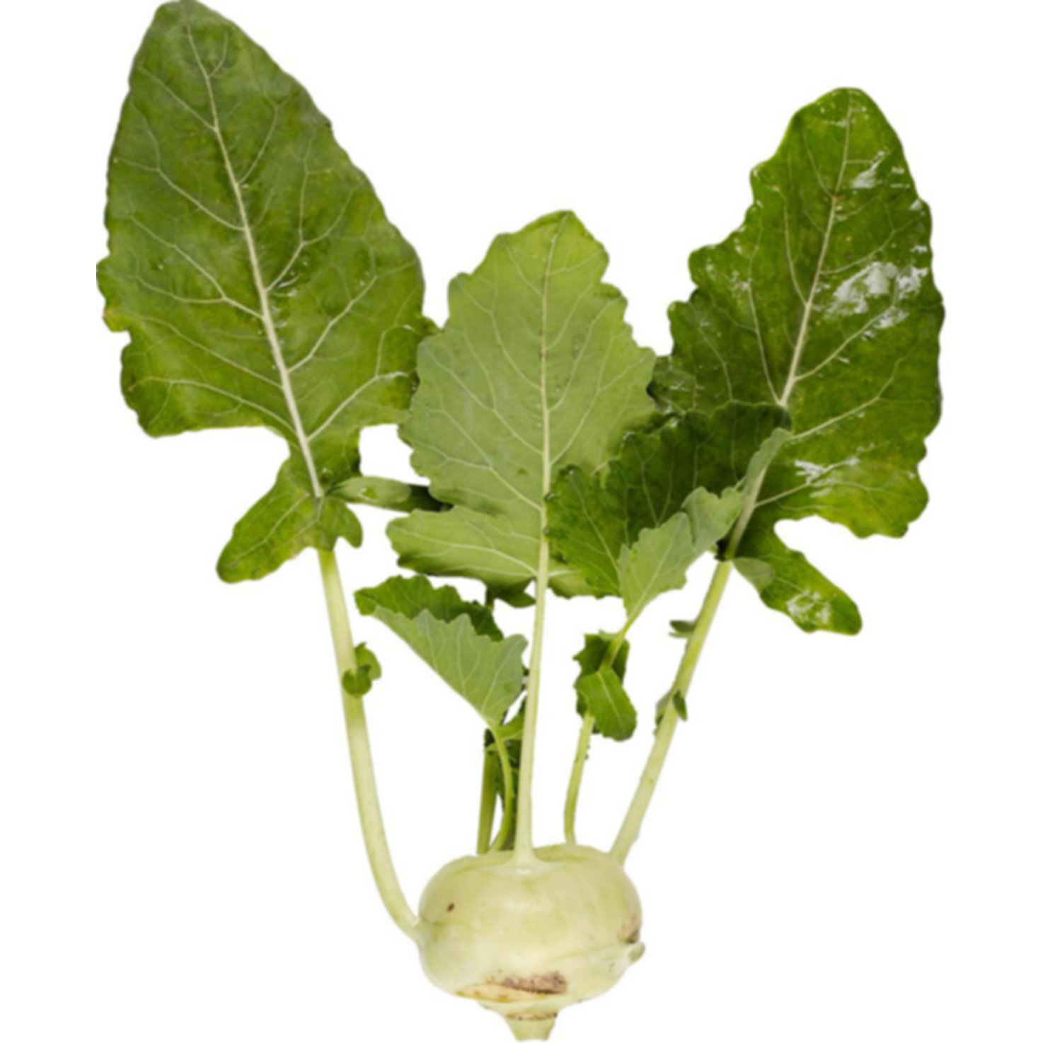 Naturaplan Bio Kohlrabi 1 Stück -