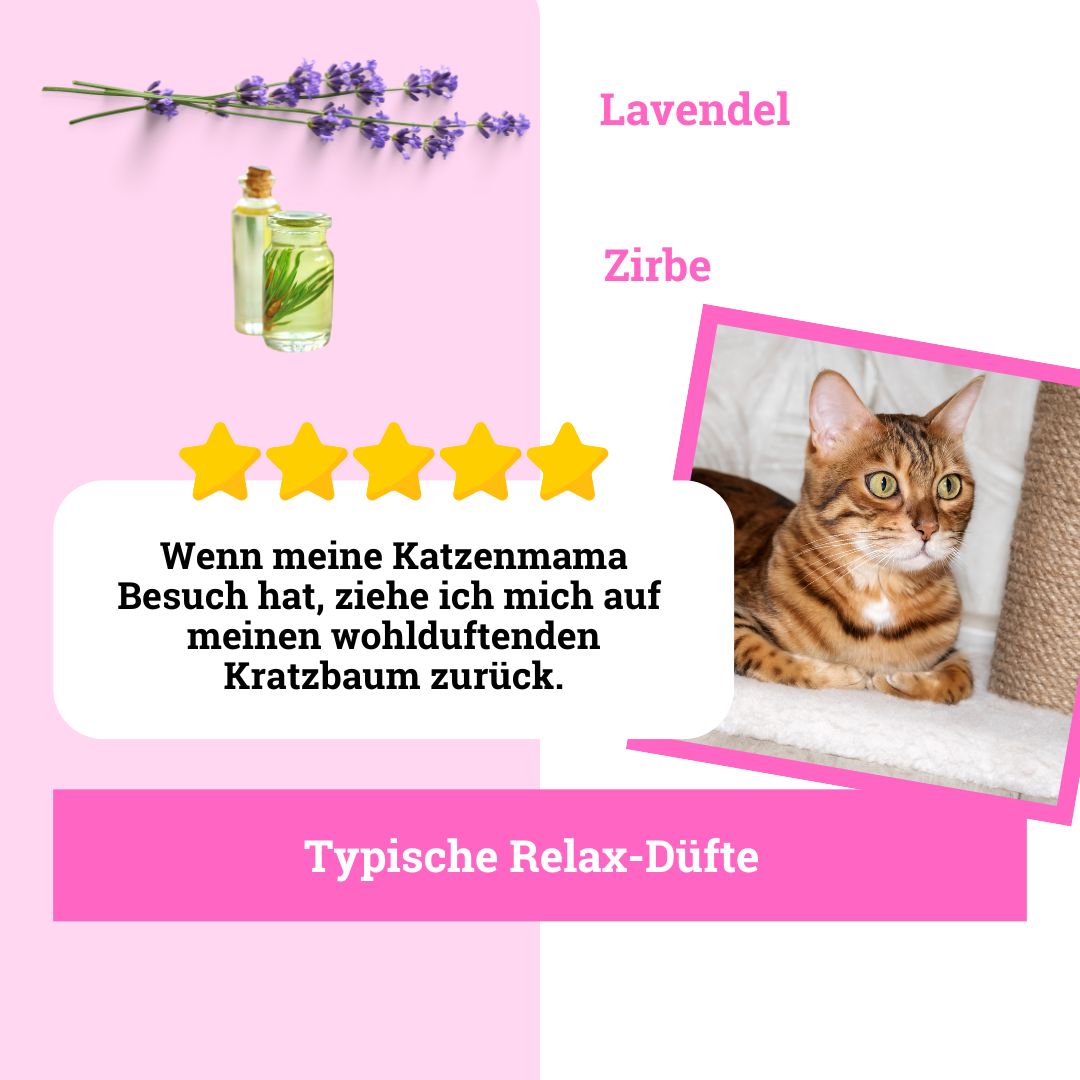BeG Buddy COOLness Kitty Spray für Katzen, Beruhigung / Entspannung Katze