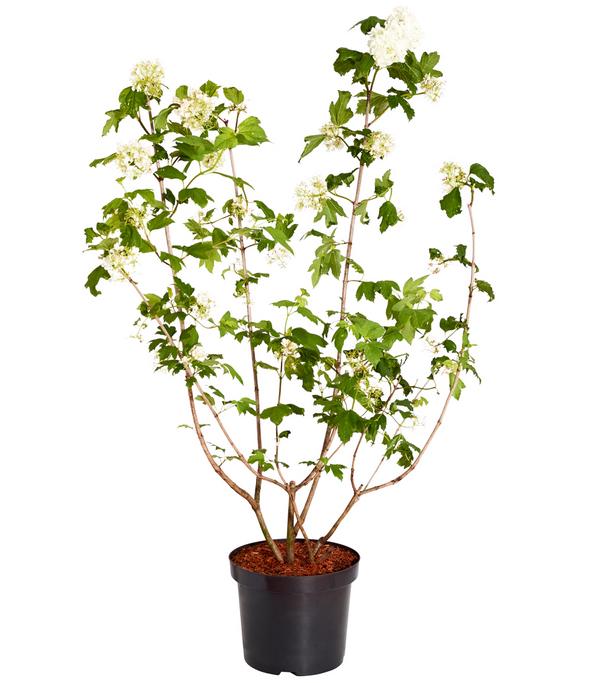 Gefüllter Schneeball 'Roseum'