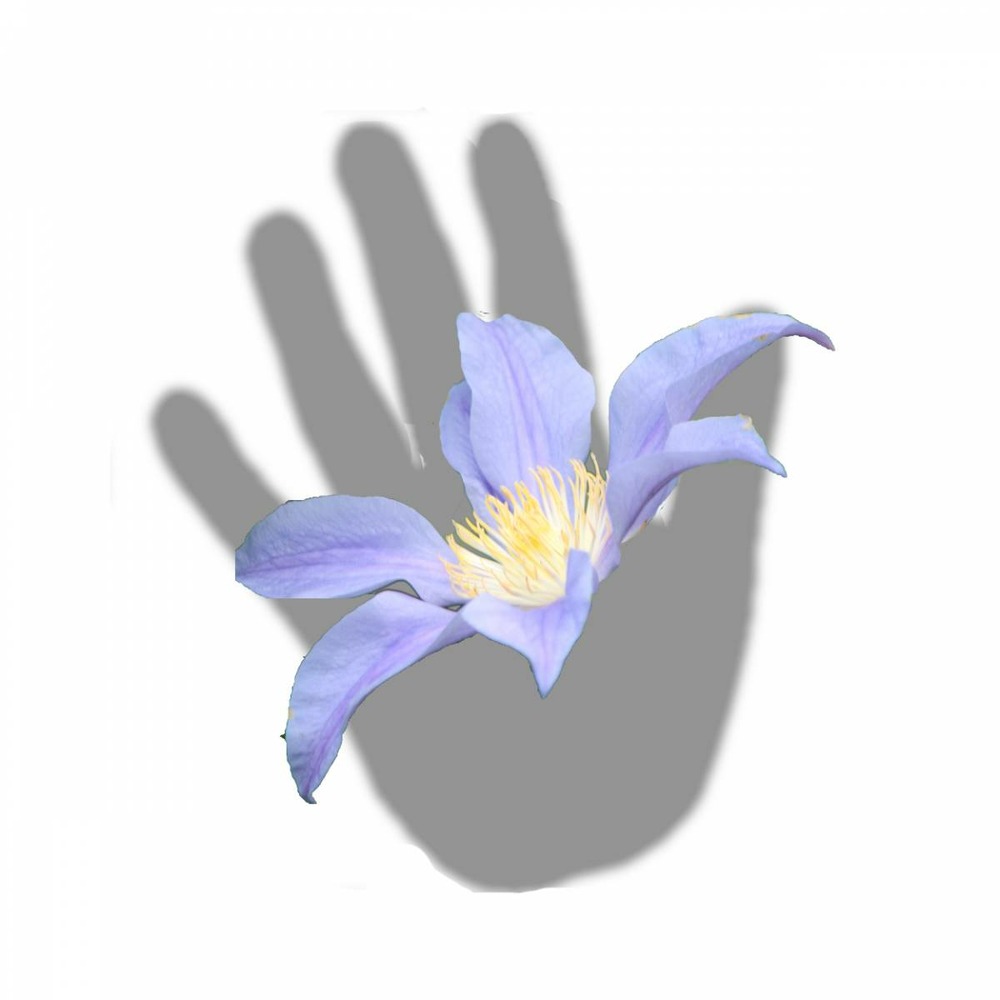 Clématite integrifolia blue river® 'zoblueriver'/clematis integrifolia blue river® 'zoblueriver'[-]pot de 1,5l - tuteur bambou 30/60