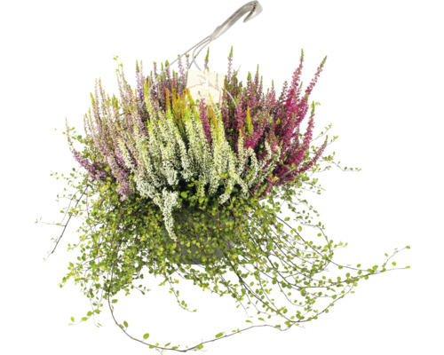Heidemix hangmand met waterreservoir FloraSelf Ø 25 cm pot Calluna x Mühlenbeckia mix