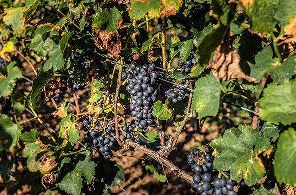 Ein Tag auf dem Weingut mit Übernachtung in der Pfalz für 2