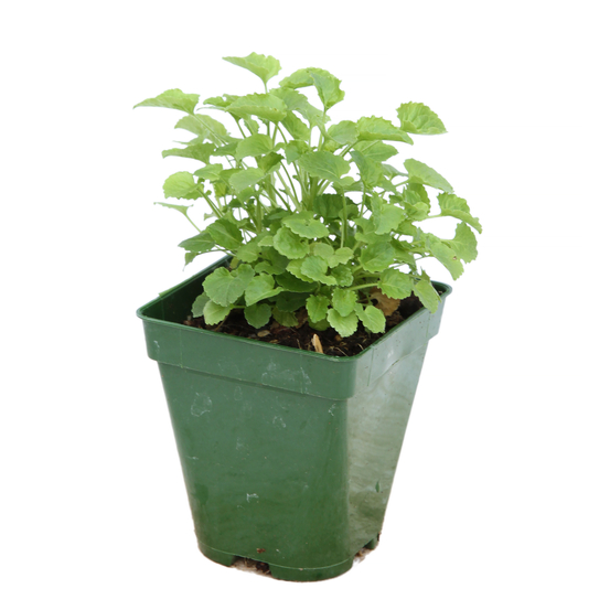 Campanule des Carpates : godet vert