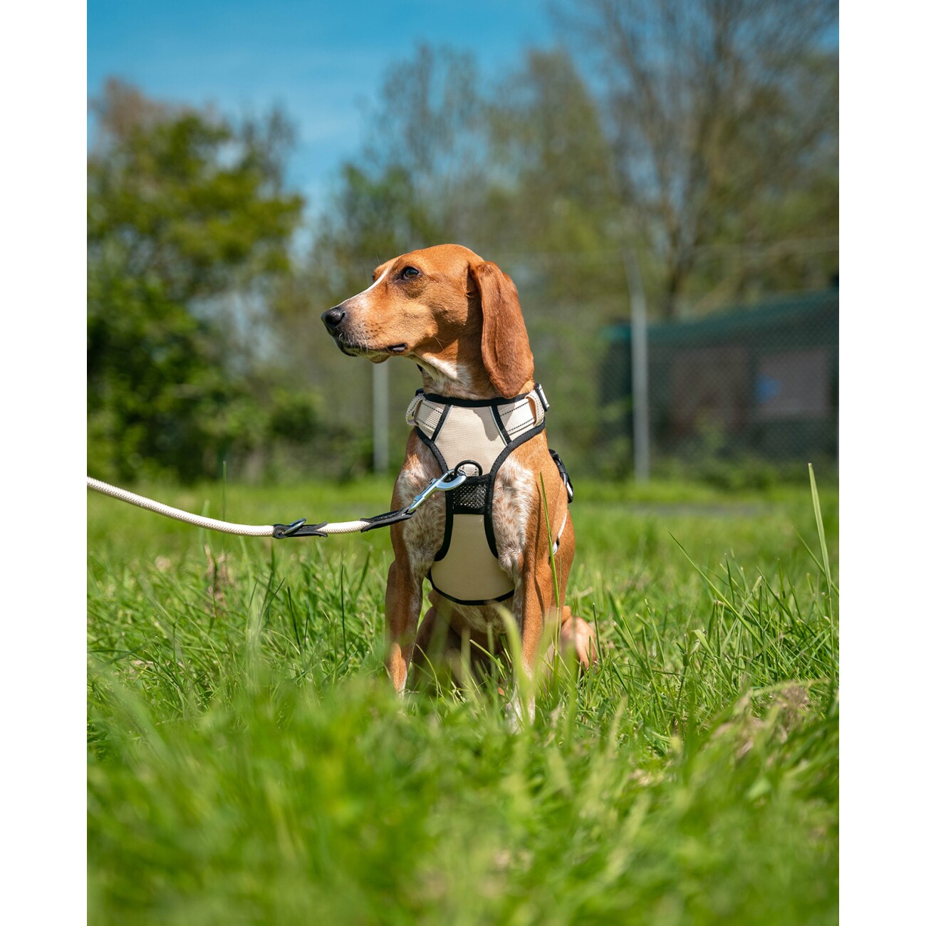 Lionto Hundegeschirr