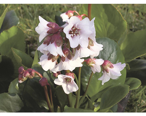 Vaste plantenmix FloraSelf Lentebloeiers Co 2 L