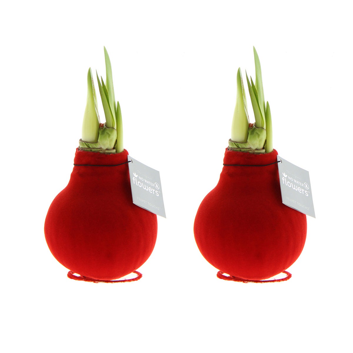 Bloomique – Set van 2 – Wax Amaryllisbollen – Rode fluwelen coating – Bloembol – Niet voor waterbloemen – Kerstdecoratie – 15–25 cm hoog bij levering – Groeit tot 40–60 cm hoog – 10 cm diameter