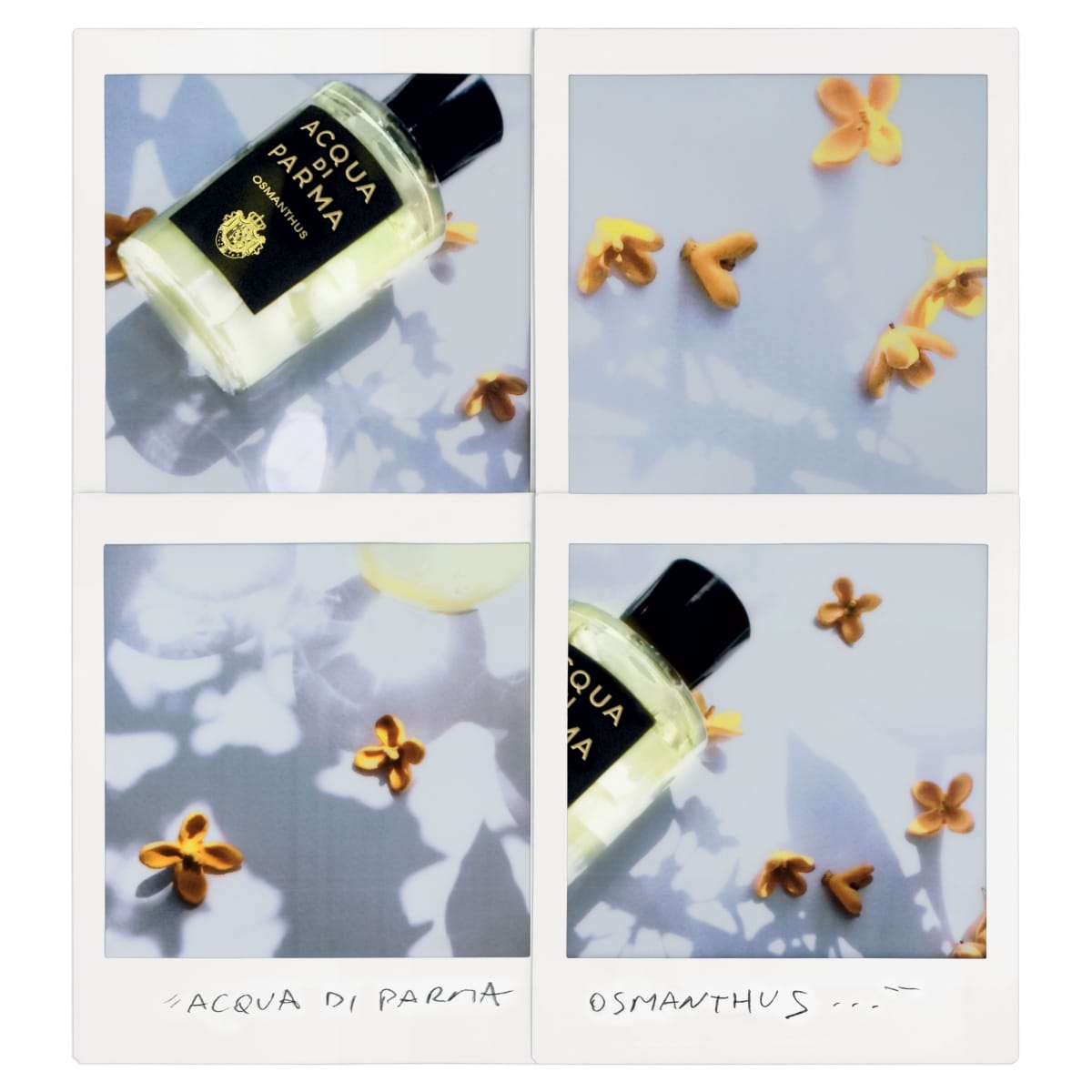 ACQUA DI PARMA Signature Osmanthus Eau de Parfum