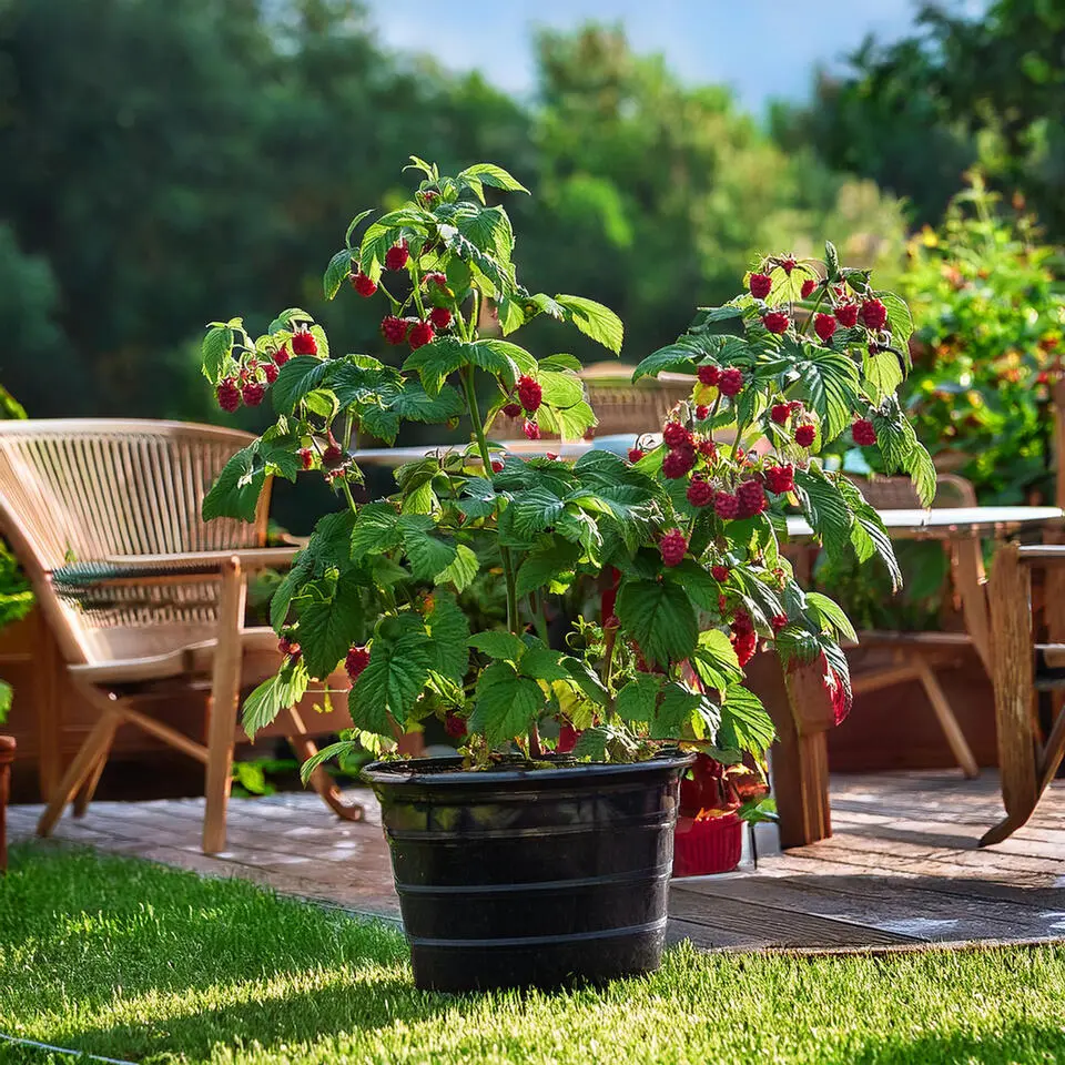 Frambozenplant - Set van 2 - Rubus 'Malling Promise' - Hoogte 50-60cm - ⌀15cm