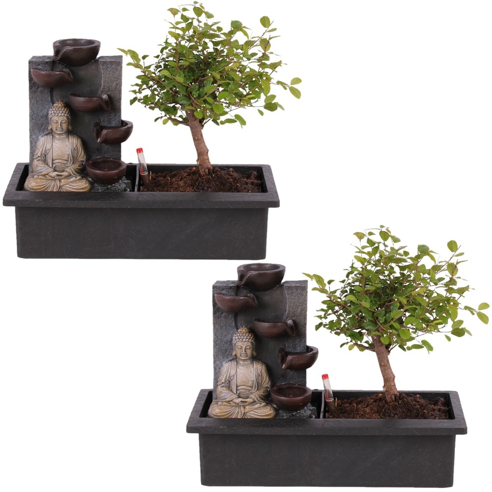 Bonsaï avec système d'eau - set de 2 - bouddha - hauteur 25-35cm