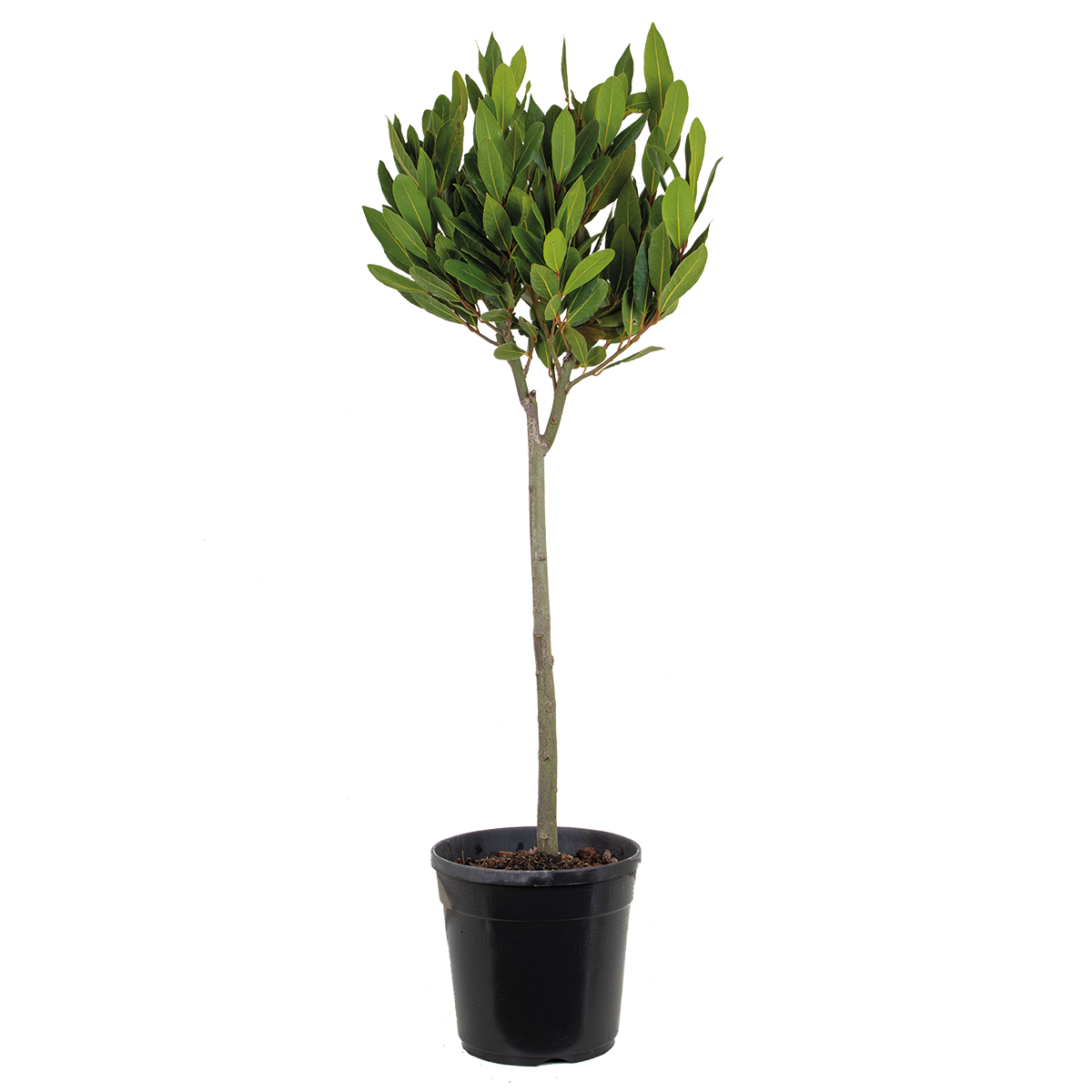 Tige de laurus nobilis - laurier de cuisine - arbuste - persistant – ⌀21 cm - ↕90-100 cm