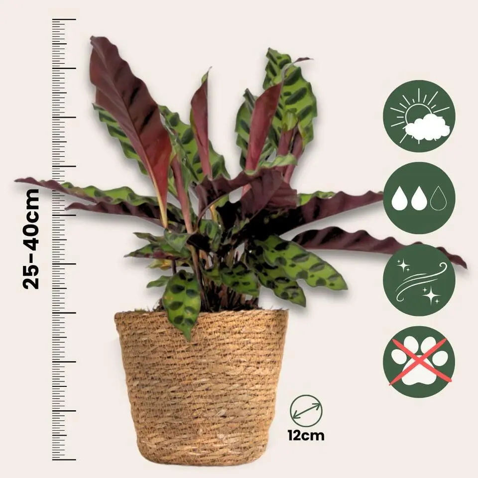 Mix van 3 kamerplanten incl. mandjes - Hoogte 25-40cm - ⌀12cm