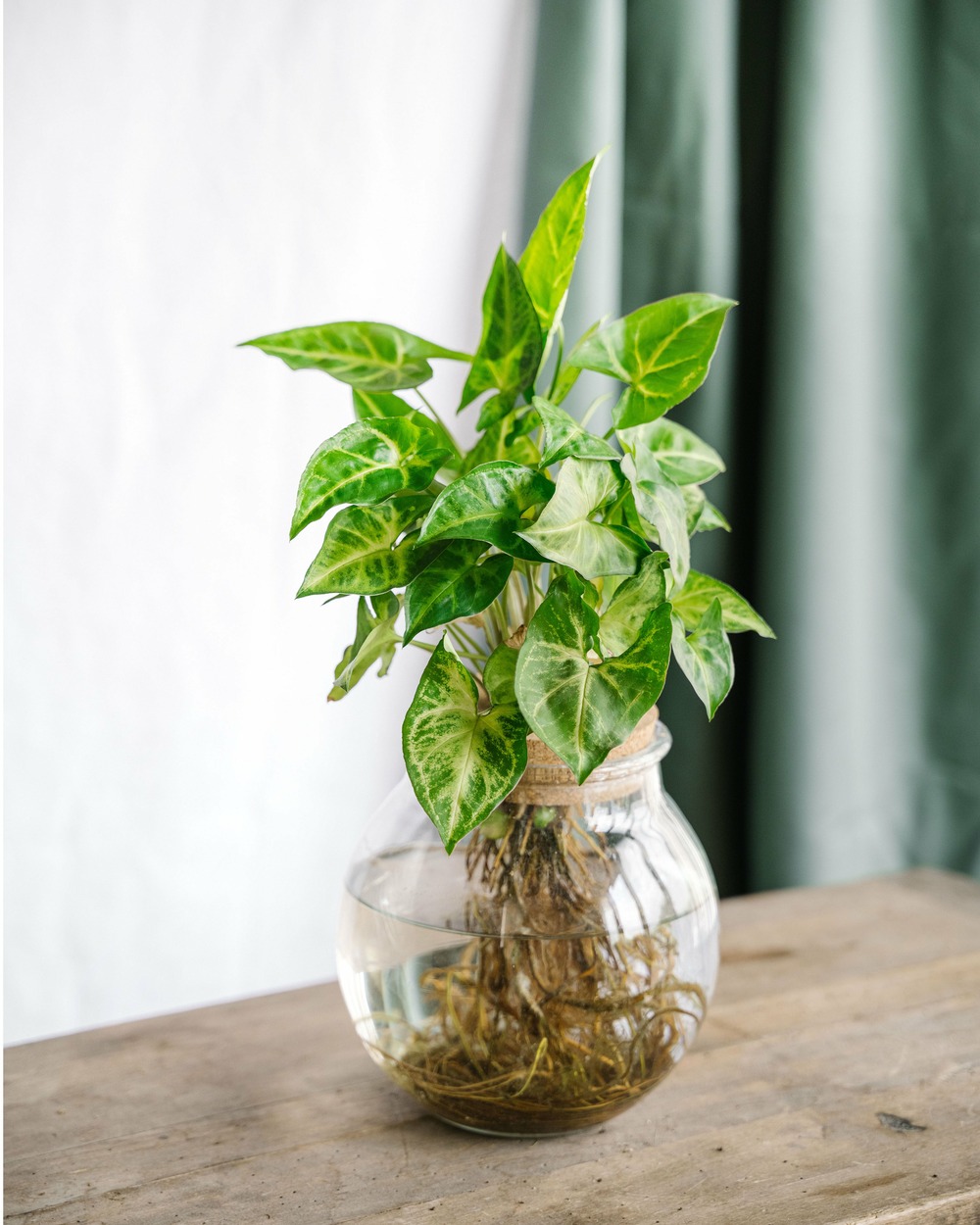 Plante d'intérieur - syngonium vert en hydroculture 30cm