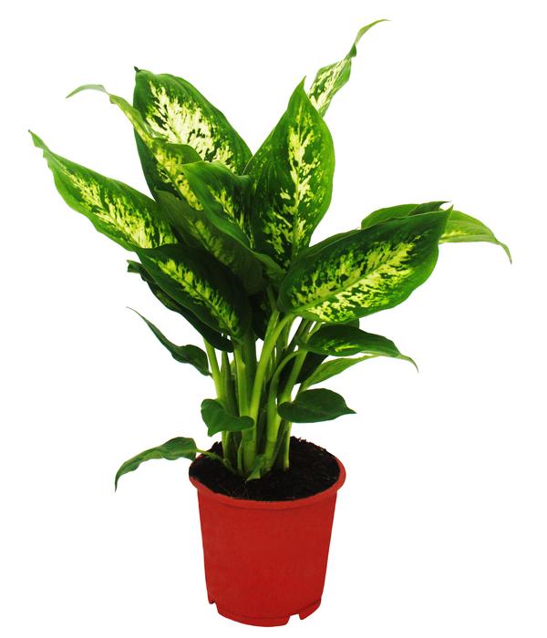 Dieffenbachien-Set - Dieffenbachia, 3-teilig