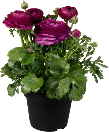 Ranonkel (Ranunculus 'Violet') D 13 H 20 cm
