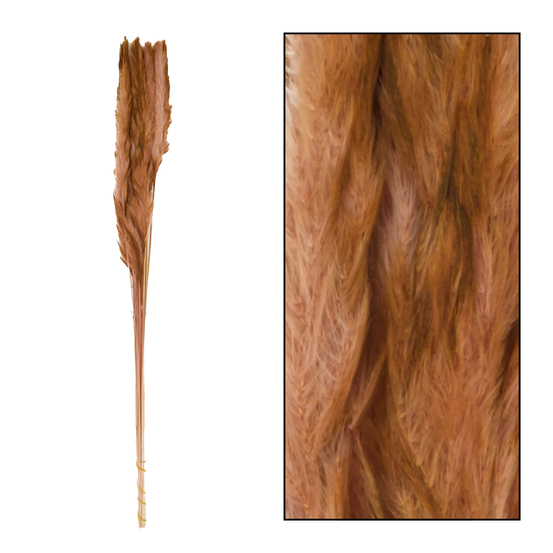 Bouquet séché de Pampas Mace 65-75 cm - 10 pcs