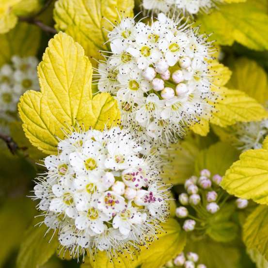 Physocarpus variété: C5L