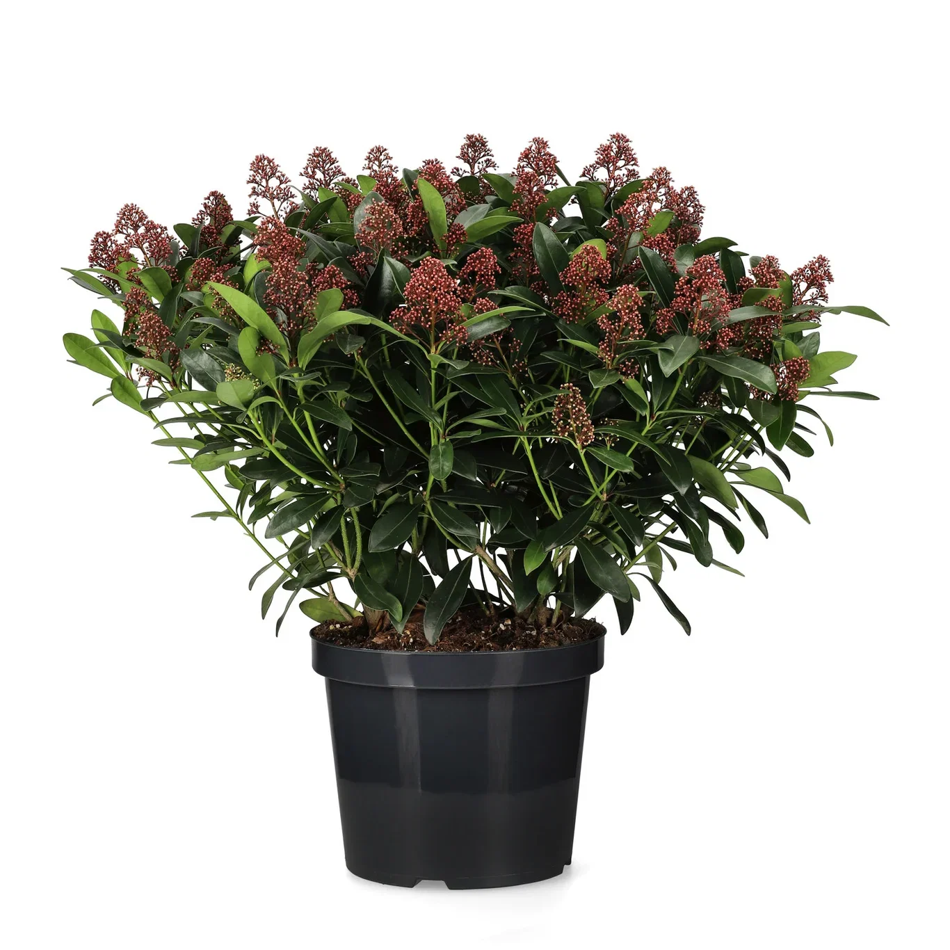 Skimmia japonica 'Rubella' Skimmia japonica 'Rubella' Ø30 cm