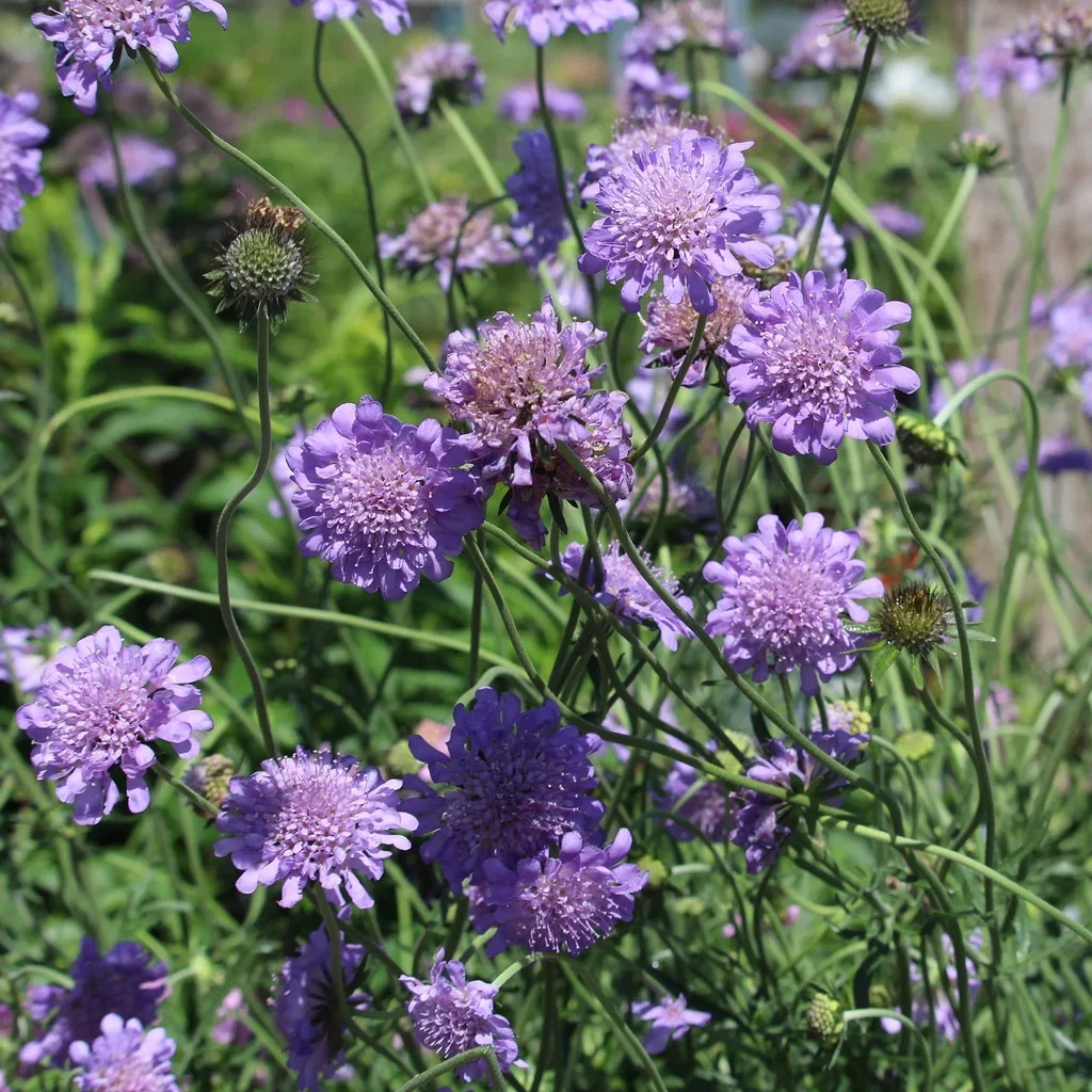 Scabiosa columbaria 'Butterfly Blue' Bakkeknapp 'Butterfly Blue' Ø11 cm