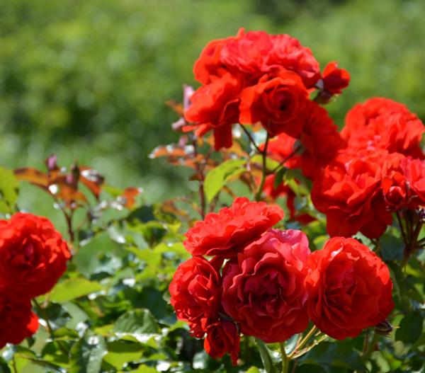 Rosen, verschiedene Sorten