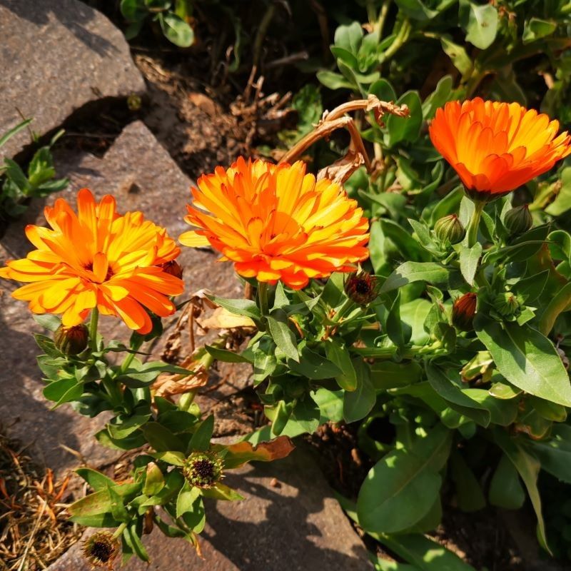 Spirit of Rügen Bio Gesichtsseife mit Heilkreide und Ringelblumen