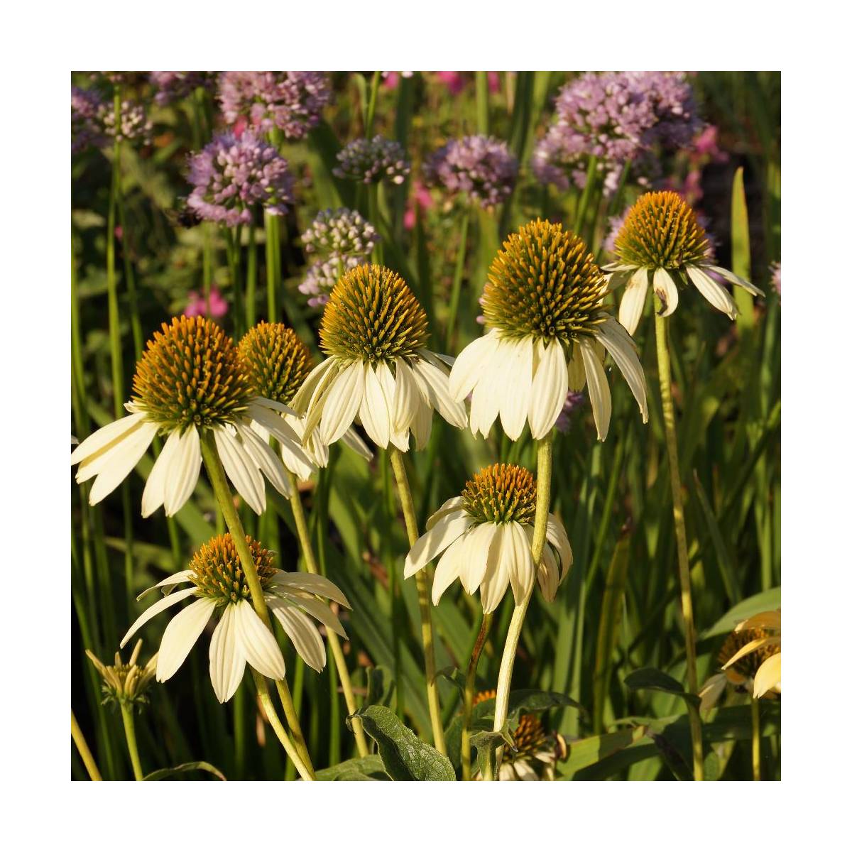 Échinacée mellow yellows/echinacea purpurea mellow yellows[-]godet