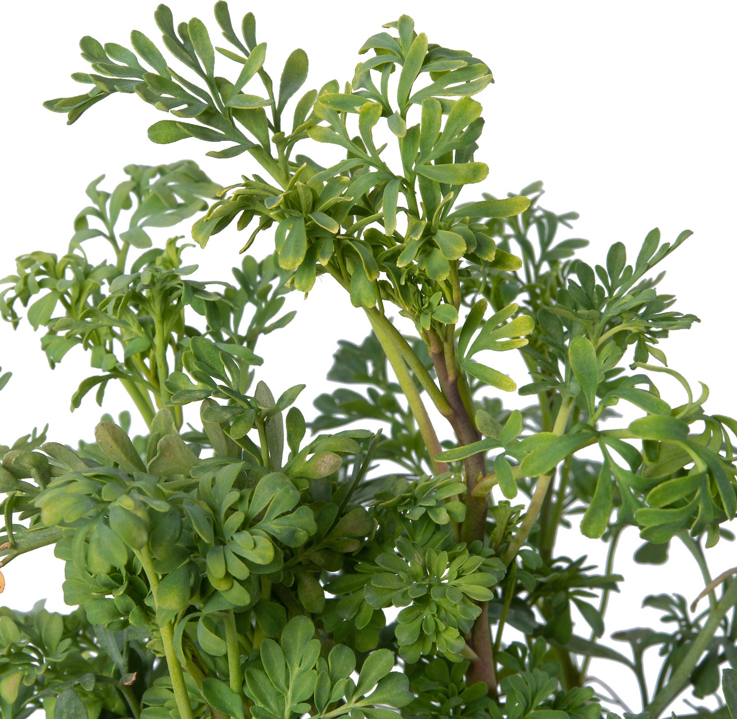 Wijnruit (Ruta graveolens) D 9 H 10 cm