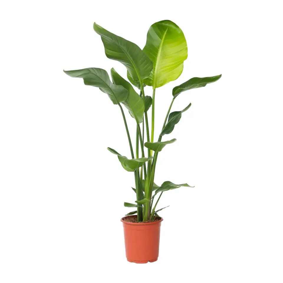 Paradijsvogelplant - Strelitzia nicolai - Hoogte 90-110cm - ⌀21cm