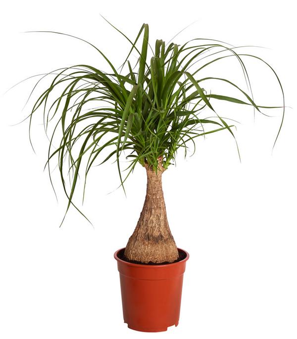 Elefantenfuß - Beaucarnea recurvata