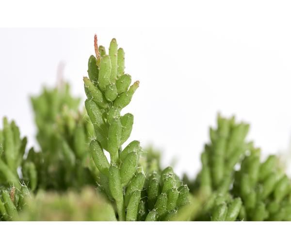 Korallenkaktus - Rhipsalis cassutha,