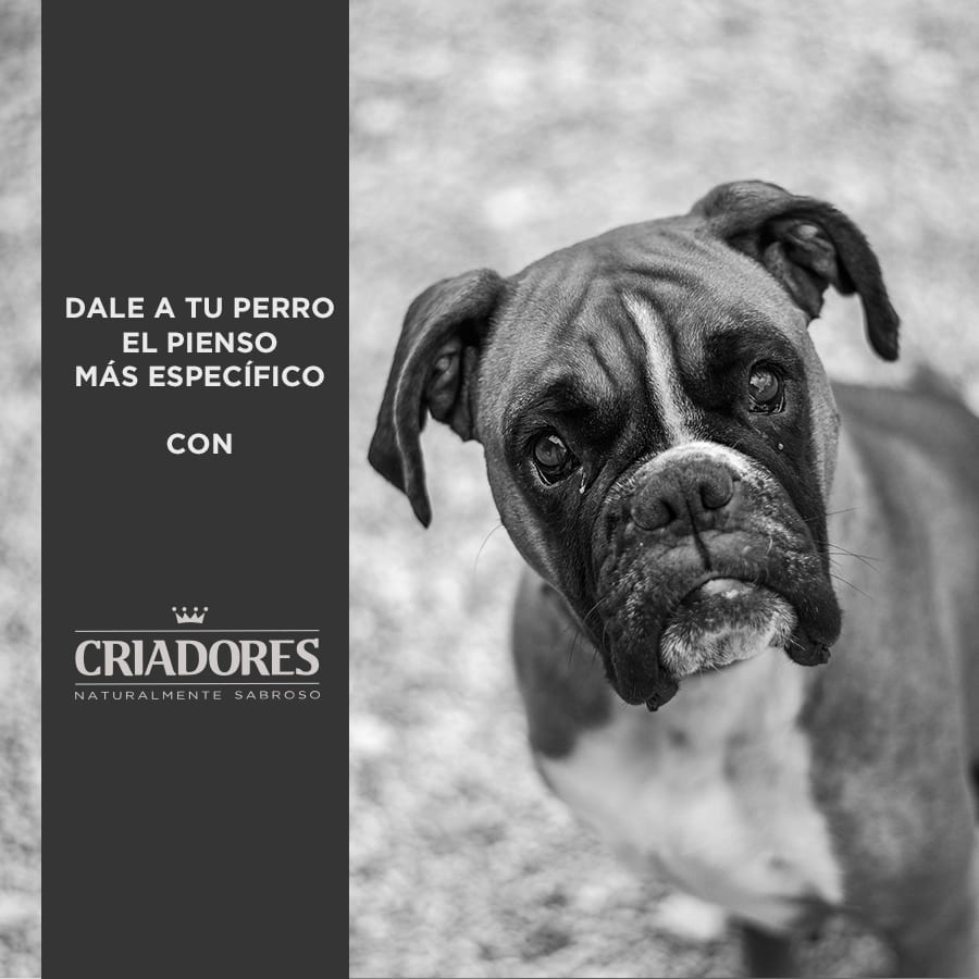 Ração para cães adultos Breeders, sem grãos, com peru, para raças médias e grandes.
