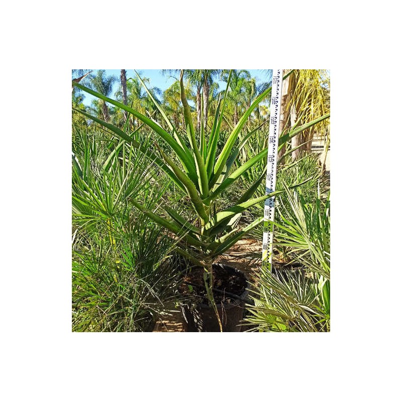 Aloe barberae (aloe.bainesii) taille pot de 65l - 130/150cm